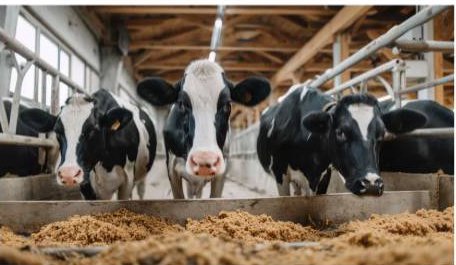 Cows feeding in a comfortable barn