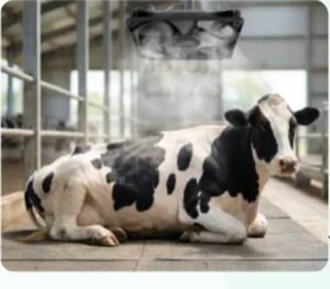 From Happy Cows